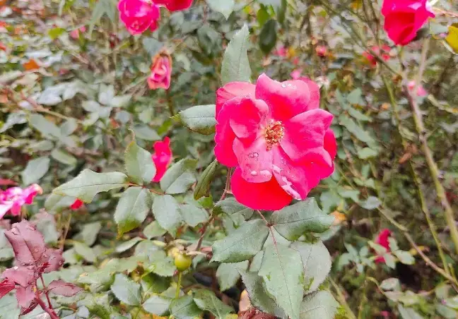 Rose Garden Namchi Sikkim