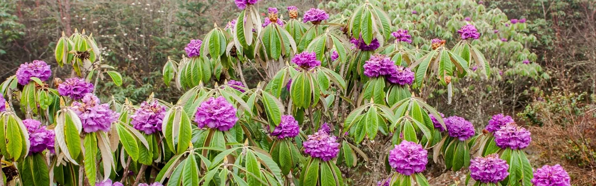 Shingba Rhododendron Sanctuary Trek - Sikkim Tour