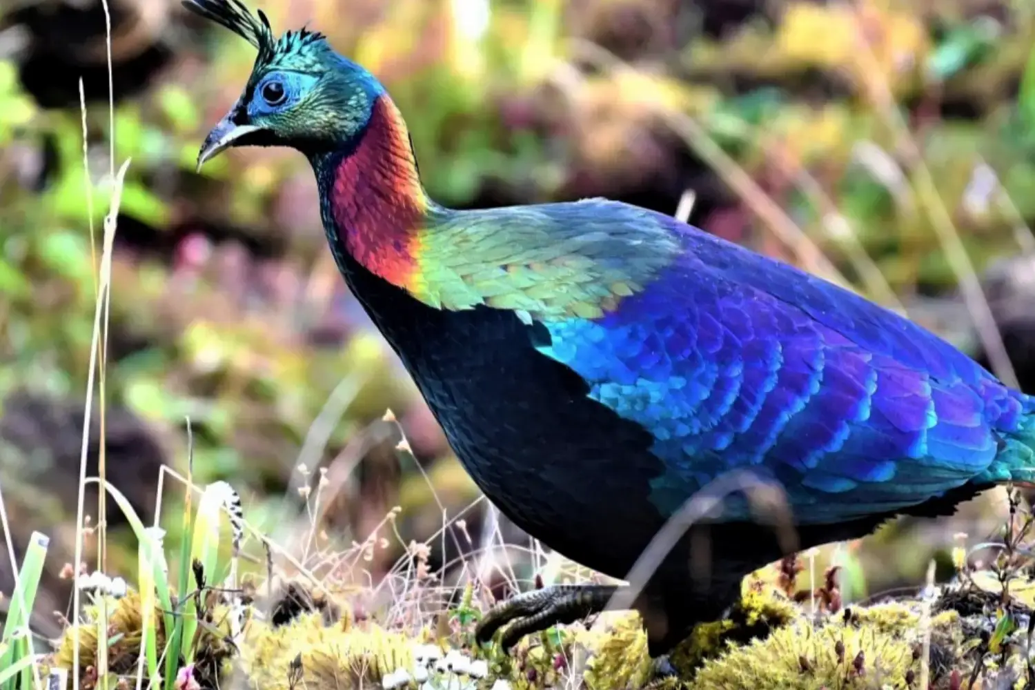 Birding in East Sikkim