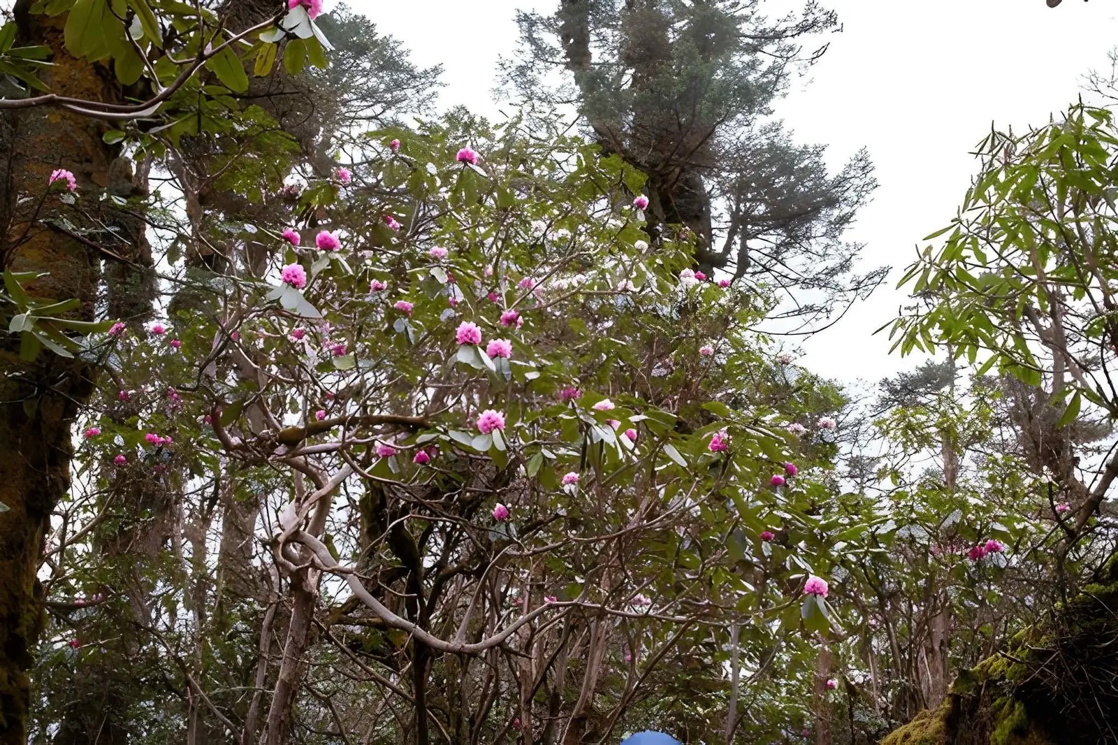 Biodiversity & Medicinal Flora in Tourism