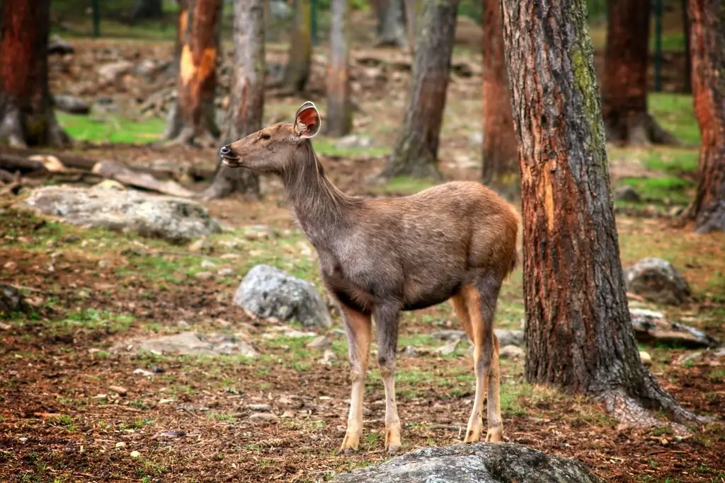 Motithang Takin Preserve (Thimphu)