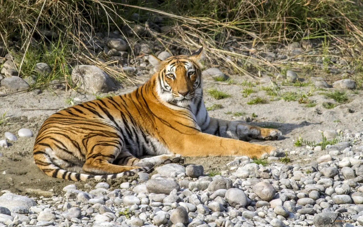 Royal Manas National Park