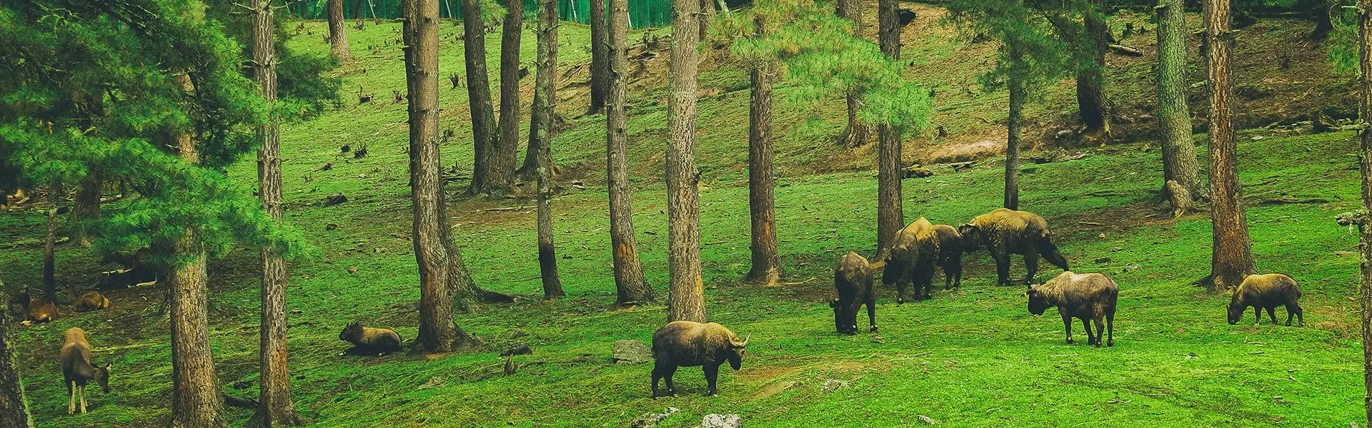Motithang Takin Preserve (Thimphu)