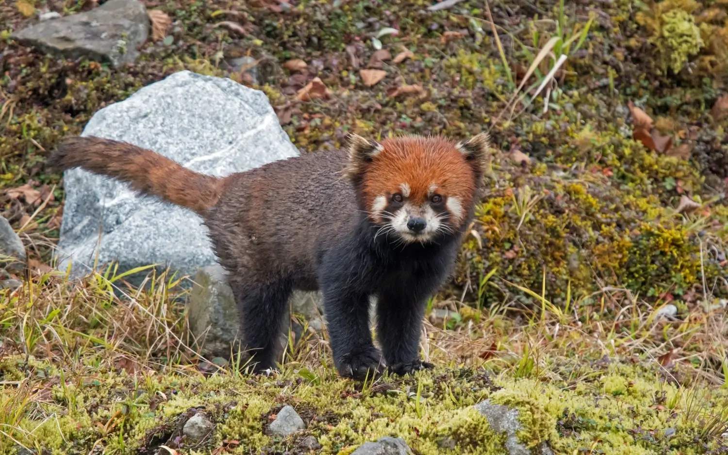 Wildlife Tourism in Bhutan